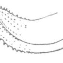 Image of Semi-alate Thread-legged Katydid