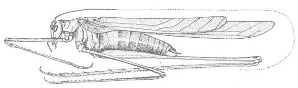 Image of Semi-alate Thread-legged Katydid