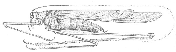 Image of Semi-alate Thread-legged Katydid