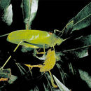 Image of Yucatan Katydid