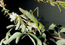 Image of Texas Bush Katydid