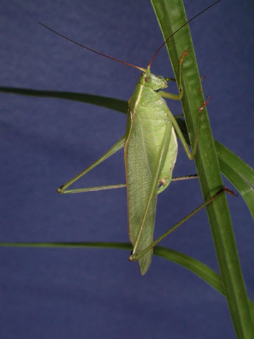 Image of Texas Bush Katydid