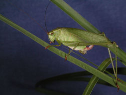 Image of Fork-tailed Bush Katydid