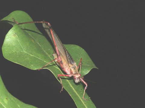 Image of Fork-tailed Bush Katydid