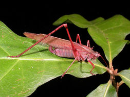 Image of Fork-tailed Bush Katydid