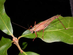 Image of Fork-tailed Bush Katydid