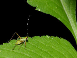 Image of Fork-tailed Bush Katydid