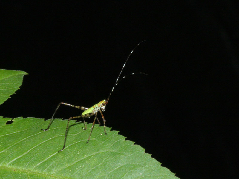 Image of Fork-tailed Bush Katydid