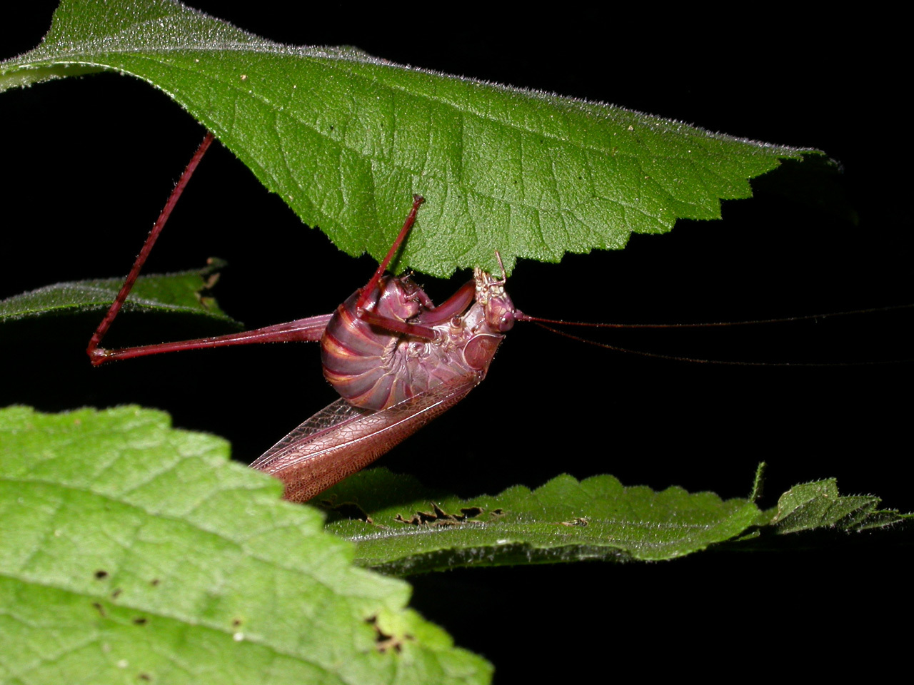 Scudderia furcata Brunner von Wattenwyl 1878 resmi