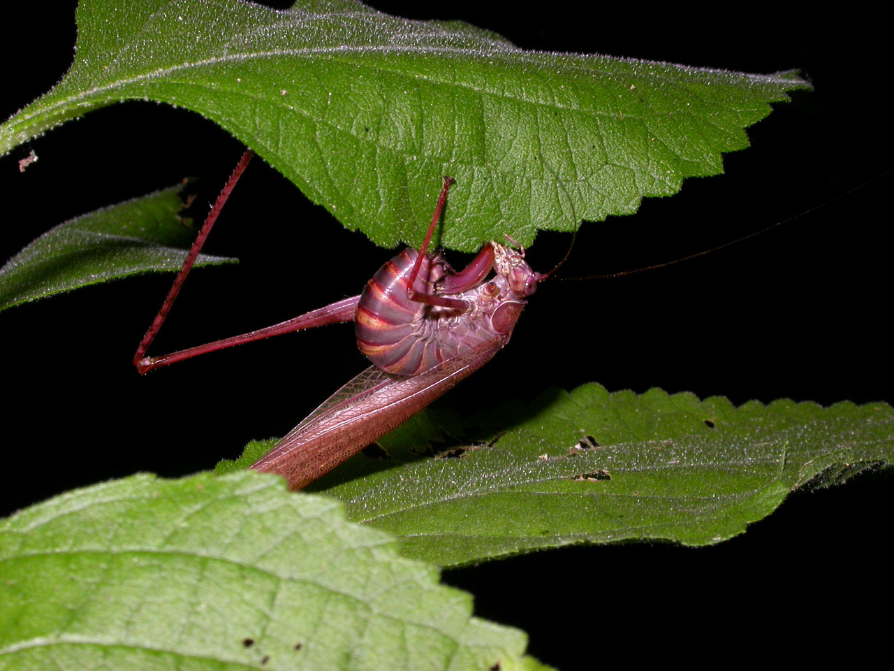 Scudderia furcata Brunner von Wattenwyl 1878 resmi