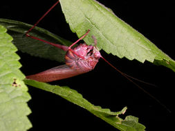 Scudderia furcata Brunner von Wattenwyl 1878 resmi