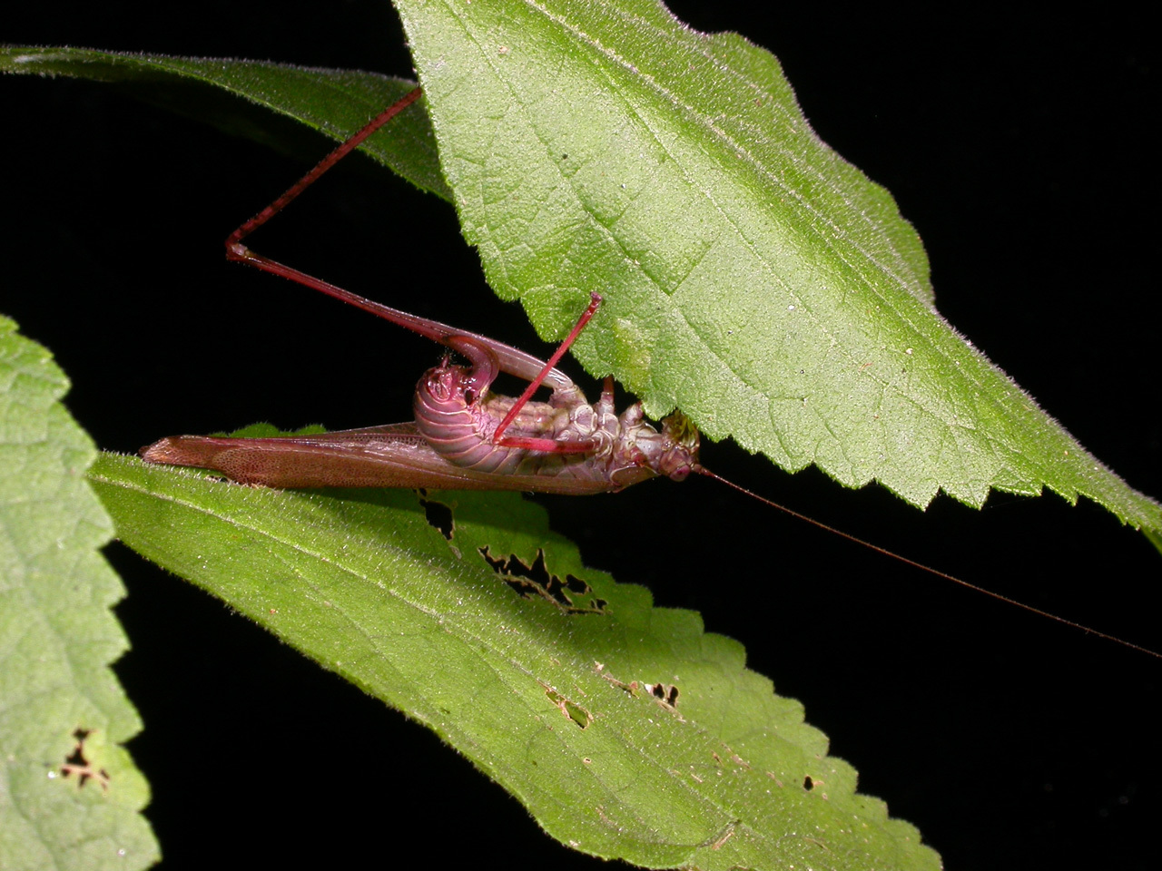 Scudderia furcata Brunner von Wattenwyl 1878 resmi