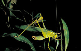 Image of Southeastern Bush Katydid