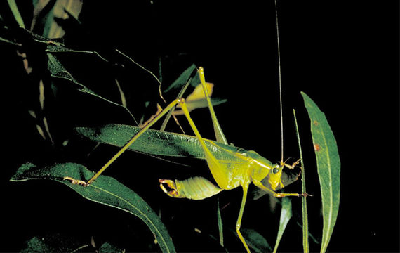 Image of Southeastern Bush Katydid