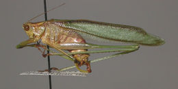 Image of Treetop Bush Katydid