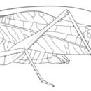 Image of Narrow-beaked Katydid