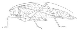 Image of Narrow-beaked Katydid