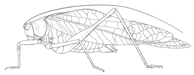 Plancia ëd Turpilia rostrata (Rehn, J. A. G. & Hebard 1905)