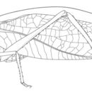 Sivun Stilpnochlora couloniana (Saussure 1861) kuva