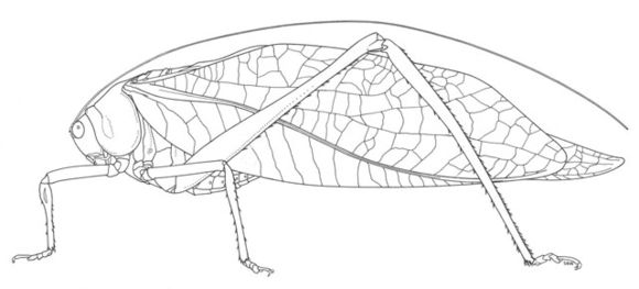 Image of Giant Katydid