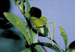 Image of Giant Katydid