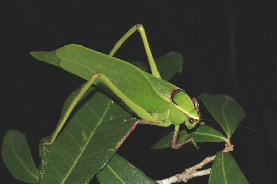 Image of Giant Katydid