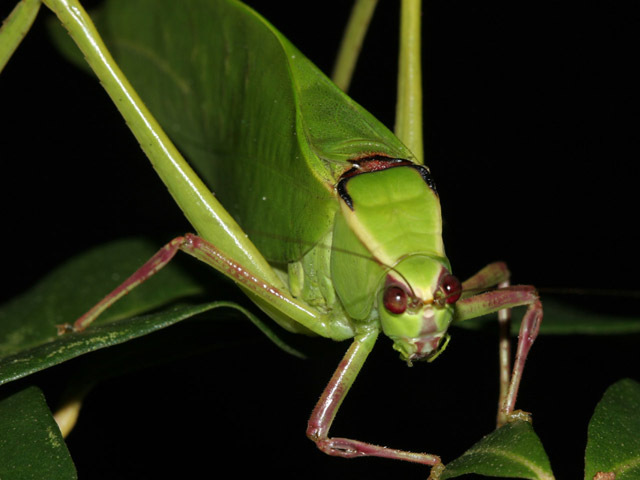 Image of Giant Katydid