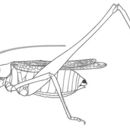 Sivun Brachyinsara hemiptera Hebard 1939 kuva