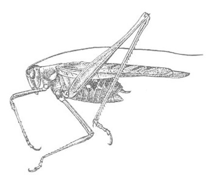 Image of Gemmate Bush Katydid