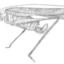 Image de Insara elegans (Scudder & S. H. 1901)