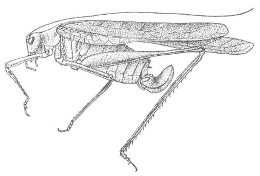 Image de Insara elegans (Scudder & S. H. 1901)