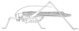 Image de Insara elegans (Scudder & S. H. 1901)