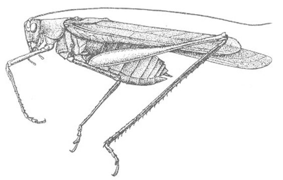 Image de Insara elegans (Scudder & S. H. 1901)