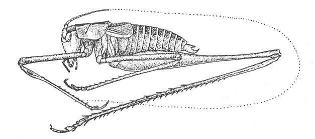 Imagem de <i>Dichopetala emarginata</i>