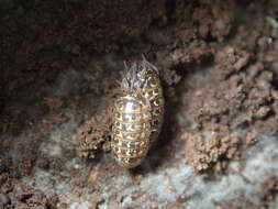 Image of Armadillidium pictum Brandt 1833