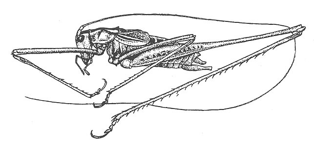 Image of Gladiator Short-winged Katydid