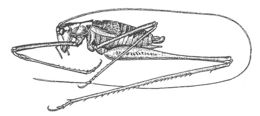 Image of Mountain-dwelling Short-winged Katydid