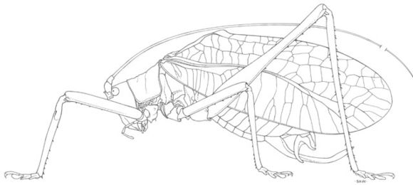 Image de Lea floridensis (Beutenmüller 1903)