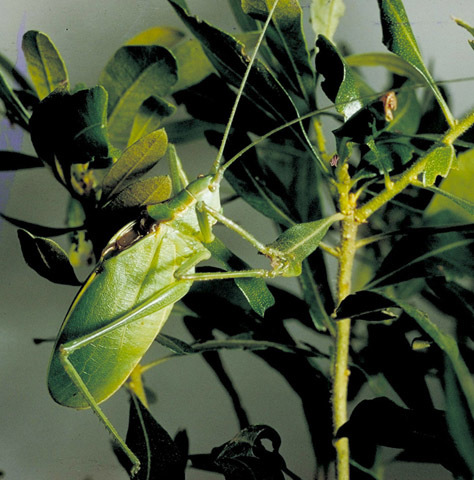 Image of Florida True Katydid