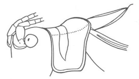 Imagem de Pterophylla (Pterophylla) camellifolia (Fabricius 1775)