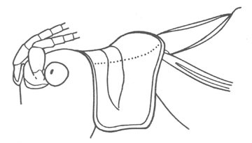 Image of Common True Katydid