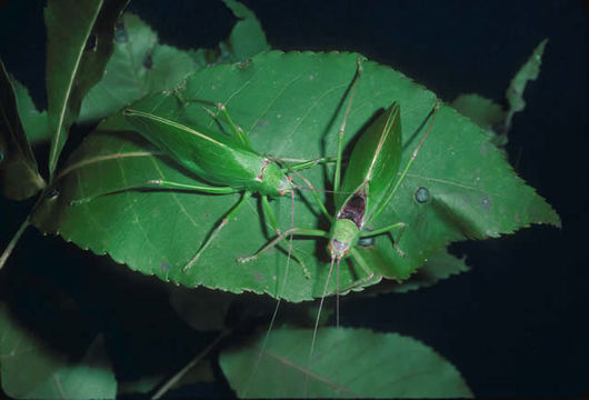 Image of Common True Katydid