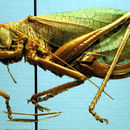 Image of Chisos Katydid