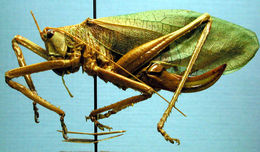 Image of Chisos Katydid