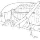 Image of Truncated True Katydid