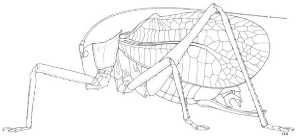 Image of Truncated True Katydid