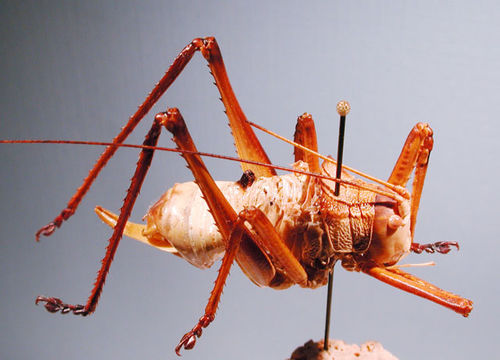 Image of Truncated True Katydid