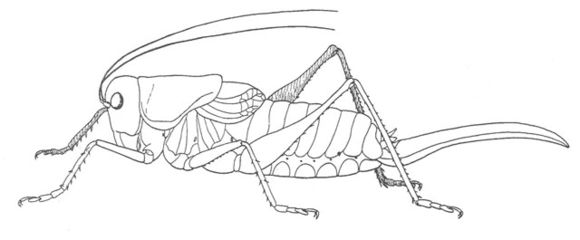 Imagem de Apote notabilis Scudder & S. H. 1897