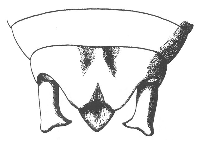Imagem de Apote notabilis Scudder & S. H. 1897