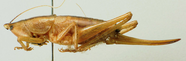 Image de Belocephalus micanopy Davis & W. T. 1914